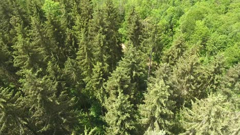Drone-view-discovering-forest-workers-in-Verdun-forest,-Lorraine,-France.